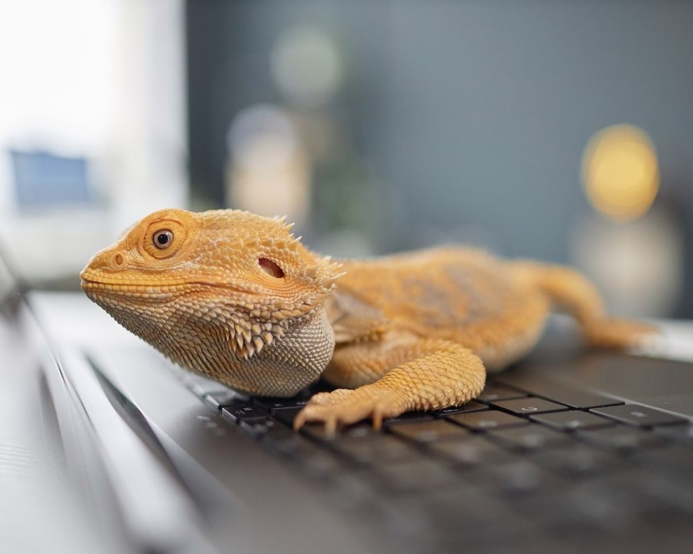 Image 2 A bearded dragon lizard rests on a laptop keyboard