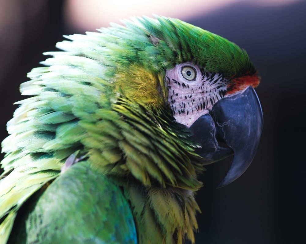 macaw A close up profile of a vibrant green macaw