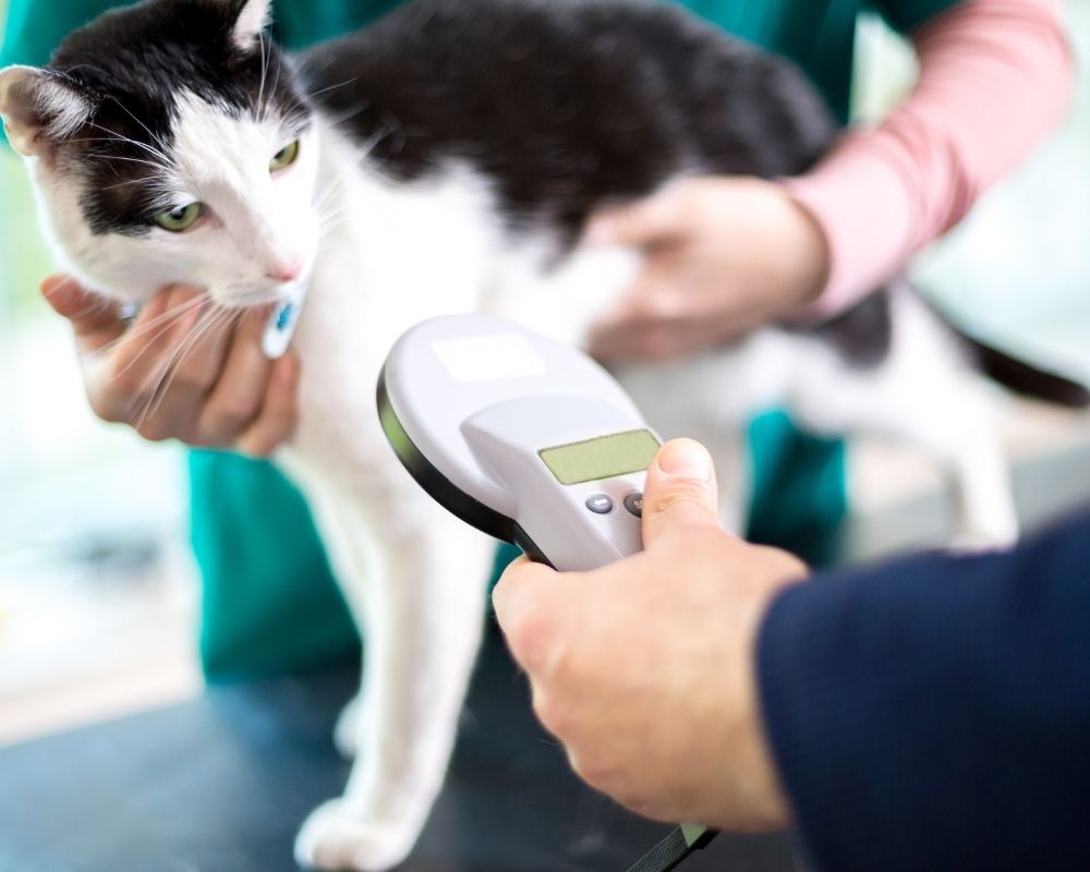 pet-microchipping A black and white cat is being scanned with a microchip reader