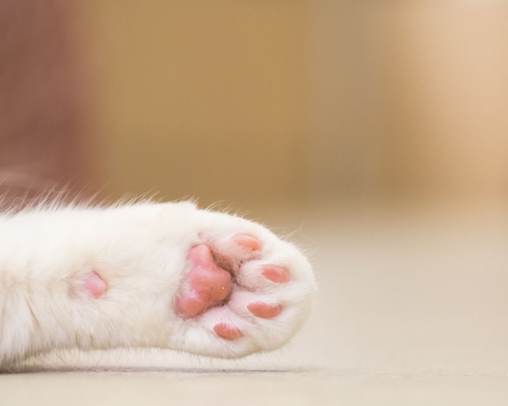 Image 2 A close up of a white cat's paw with pink pads resting on a light colored floor.