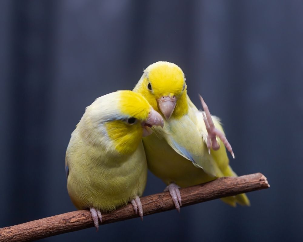 Image 2 Two yellow budgies sit close together on a branch