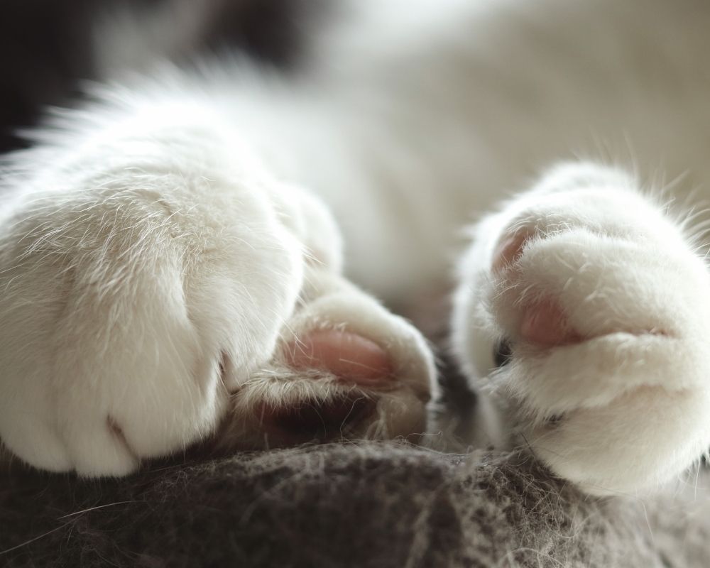 Image 2 Closeup of two fluffy white cat paws