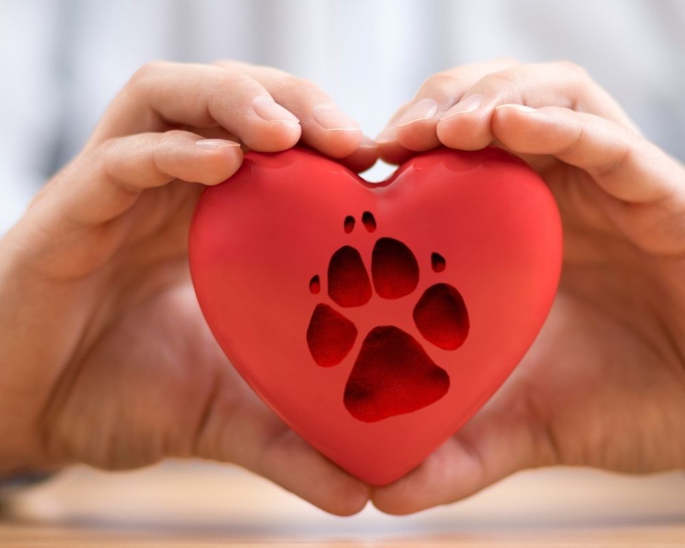 two-hand-holds-paw-print Two hands form a heart shape around a red heart with a paw print cutout