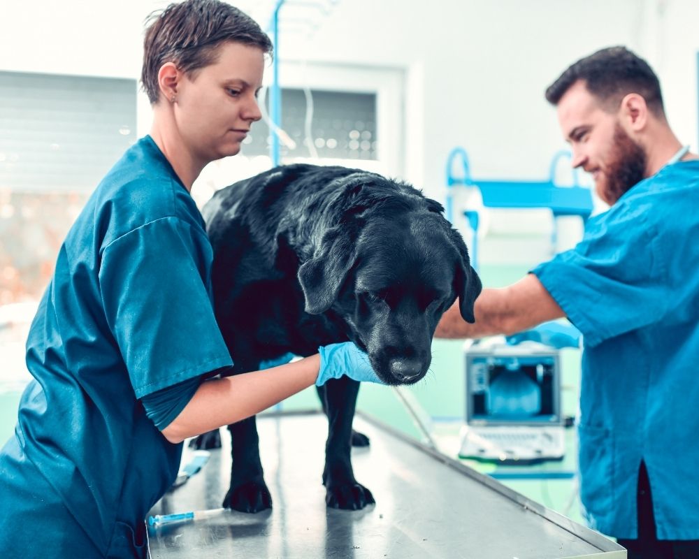 two-vets-with-dog Two veterinarians in blue scrubs examine a black dog on an examination table