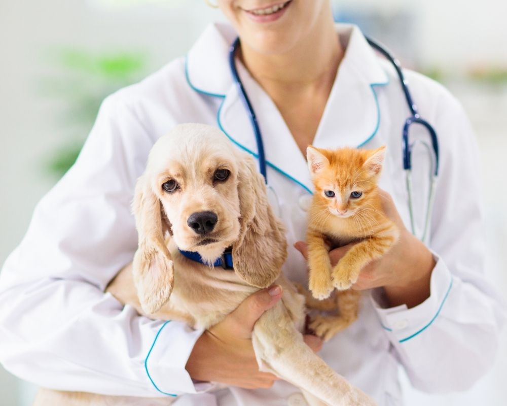Image 2 A veterinarian in a white coat holds a light brown puppy and an orange kitten