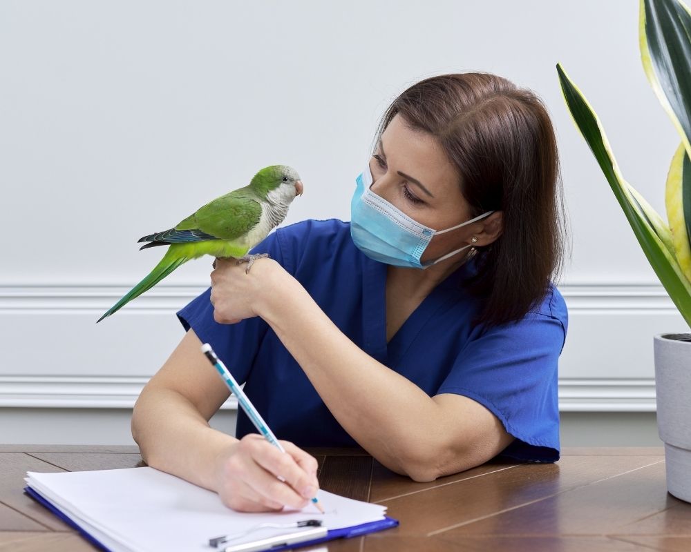 vet-holds-a-parrot A person in blue scrubs and a face mask holds a green parrot