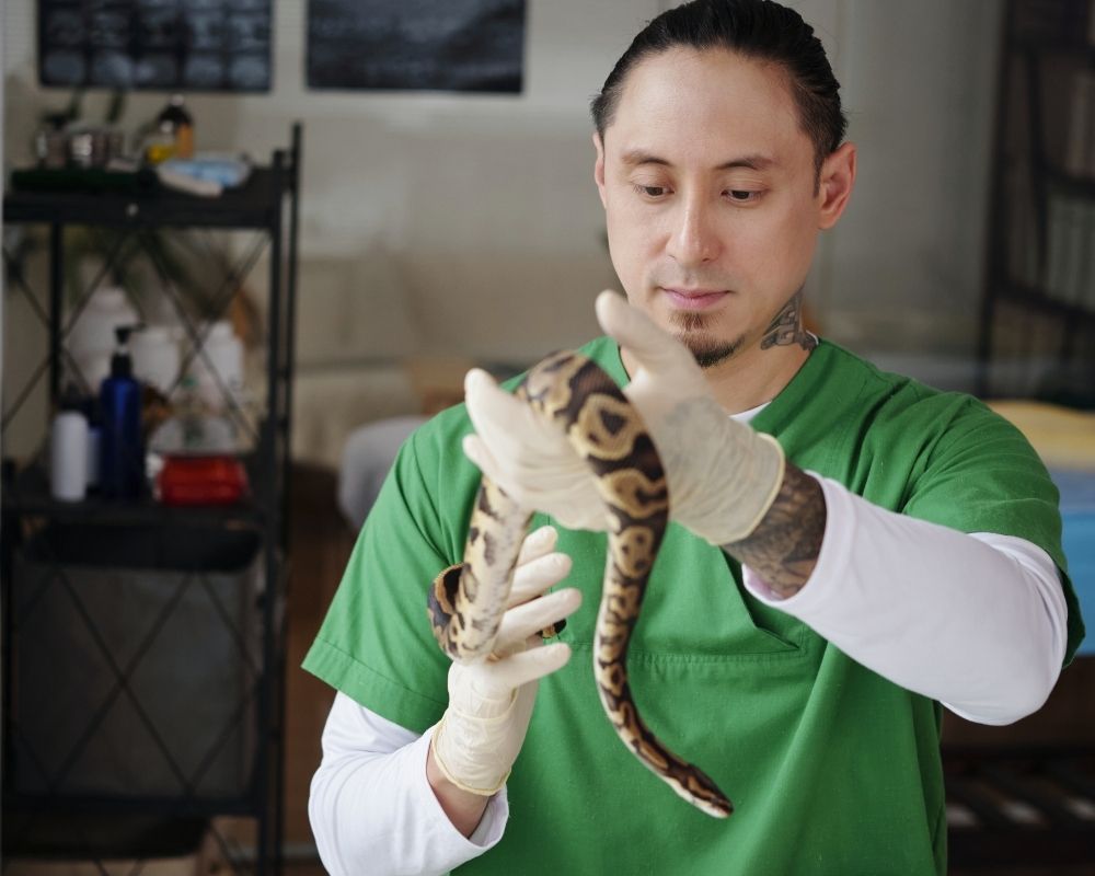 vet-holds-a-snake A person wearing a green scrub top and gloves holds a ball python snake.