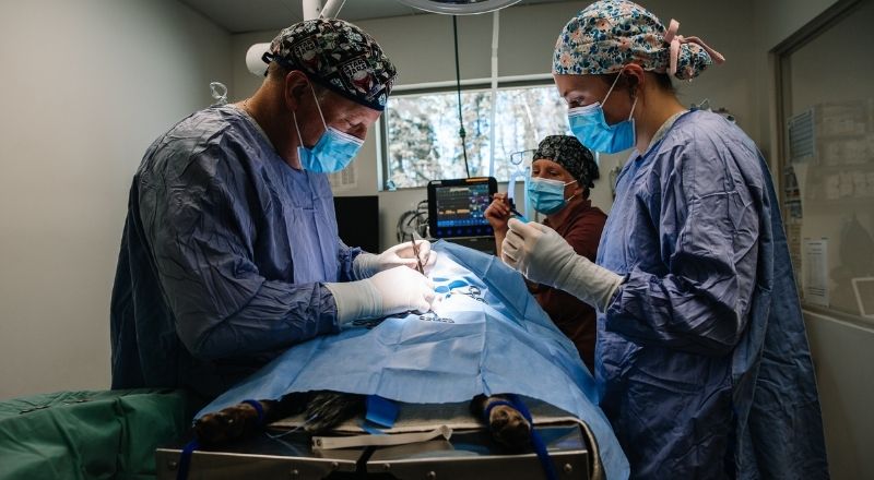 Veterinary professionals in scrubs and masks perform surgery on an animal lying on an operating table