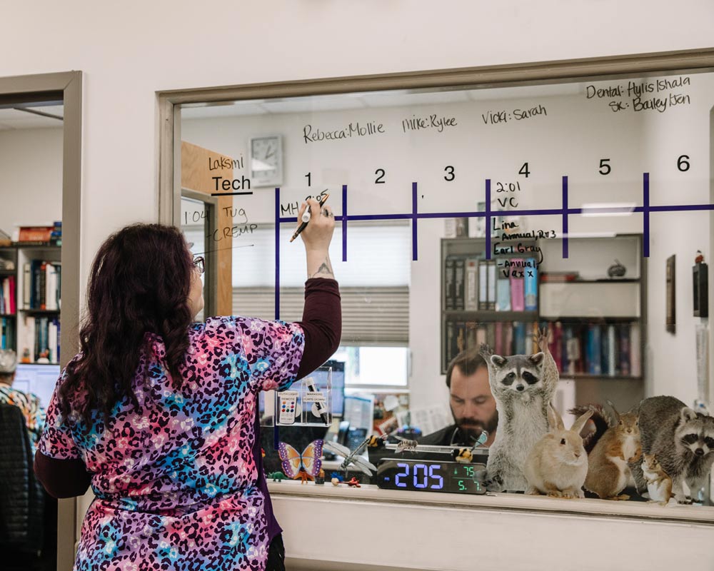 animal-hospital-staff-scheduling-board Veterinary staff member updates a glass scheduling board in an animal hospital