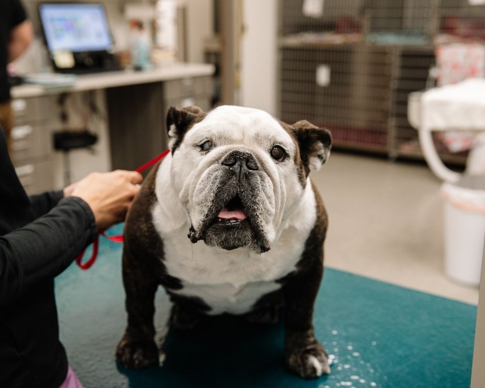 Image 2 A brown and white bulldog sits on a teal examination table