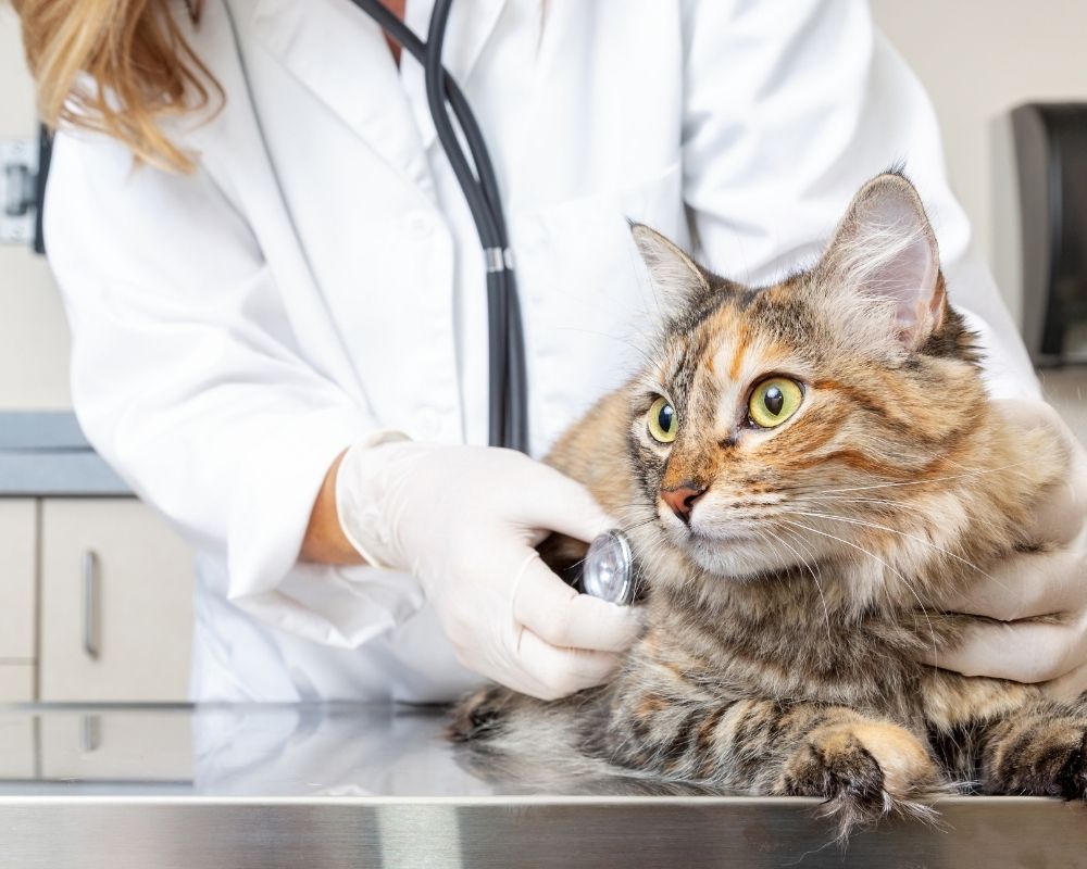 cat-sitting-on-metal-table A veterinarian wearing gloves and a stethoscope examines a tabby cat on a metal table.