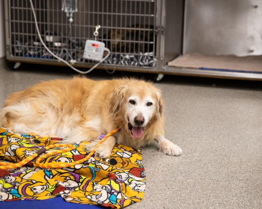 A golden retriever lies on a blanket with a cartoon pattern next to an IV drip stand and cages in a veterinary clinic.