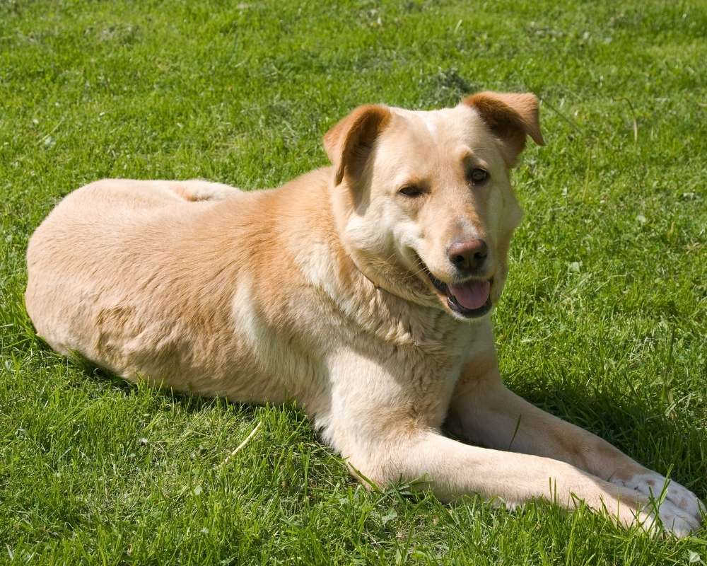 dog-sitting-on-green-grass A light brown dog with floppy ears lies on a bright green lawn