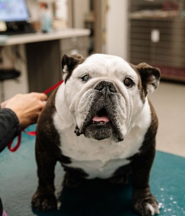 Image 2 A brown and white bulldog sits on a teal examination table