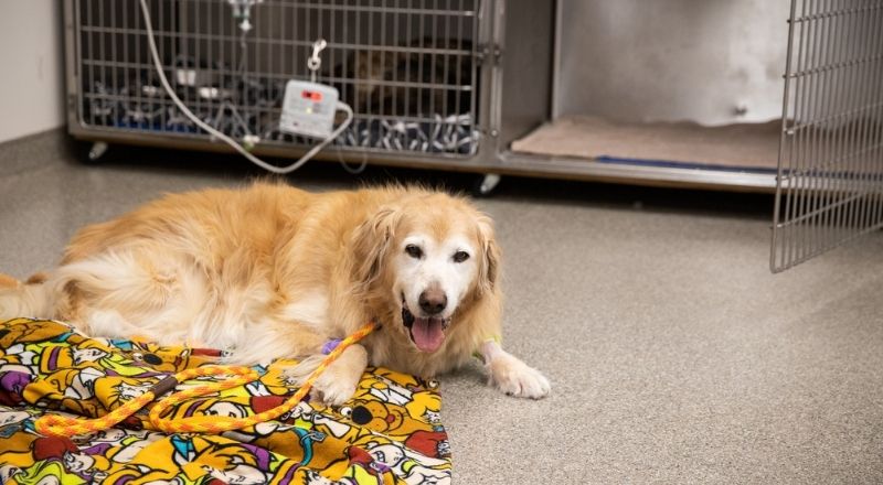A golden retriever lies on a colorful blanket in what appears to be a veterinary clinic