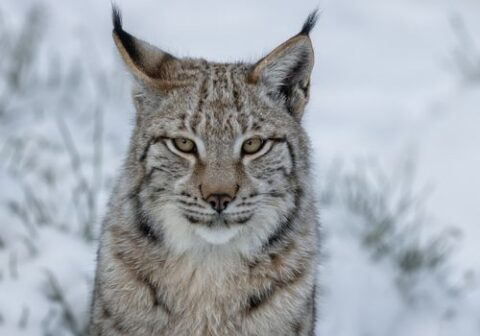 lynx lynx