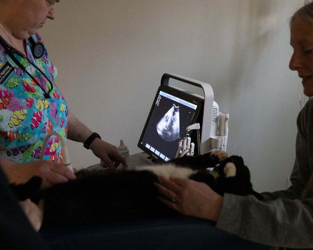 A veterinarian in colorful scrubs uses an ultrasound machine on a black and white cat while another person holds the cat.