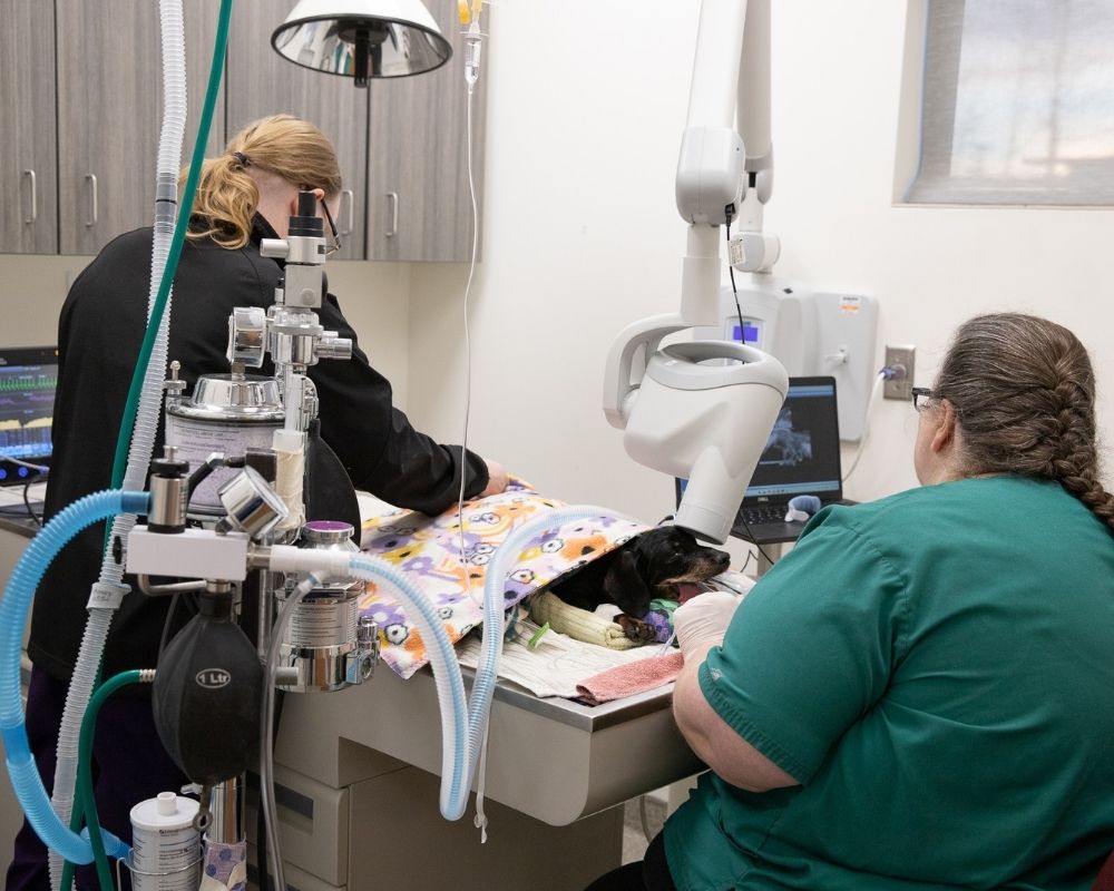 Image 2 Veterinary professionals attend to a dachshund on an examination table with medical equipment and an xray machine.