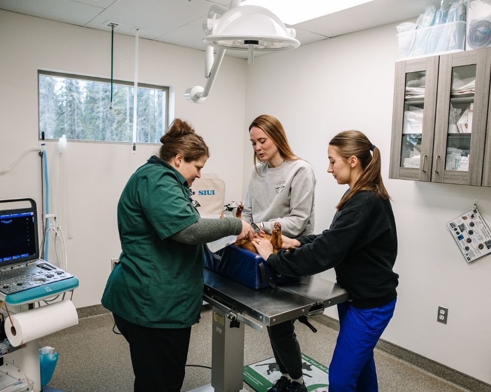 A veterinarian in green scrubs instructs two assistants on a medical table with a dog