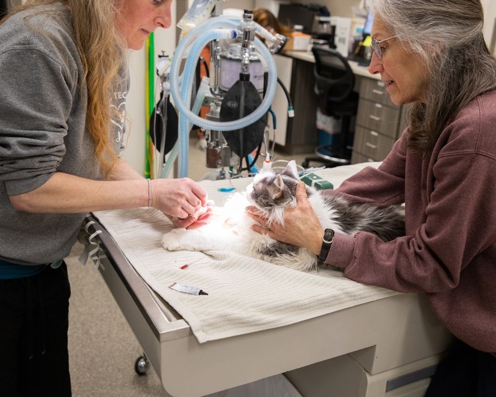 Two people tending to a cat on an examination table