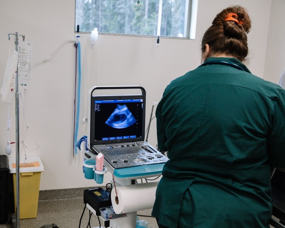 A veterinarian in a green scrub top and another person look at an ultrasound machine displaying an image of an organ.