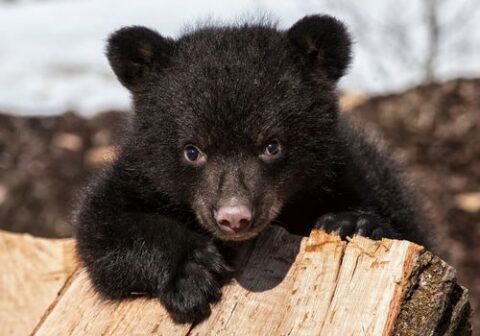 black-bear-cubs A black bear cub rests its paws on a log, looking directly at the camera with curious eyes.