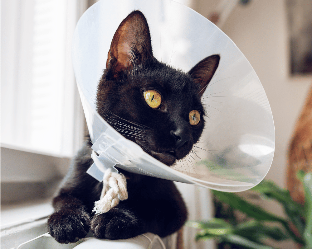 black cat with yellow eyes wearing a cone (1) black cat with yellow eyes wearing a cone
