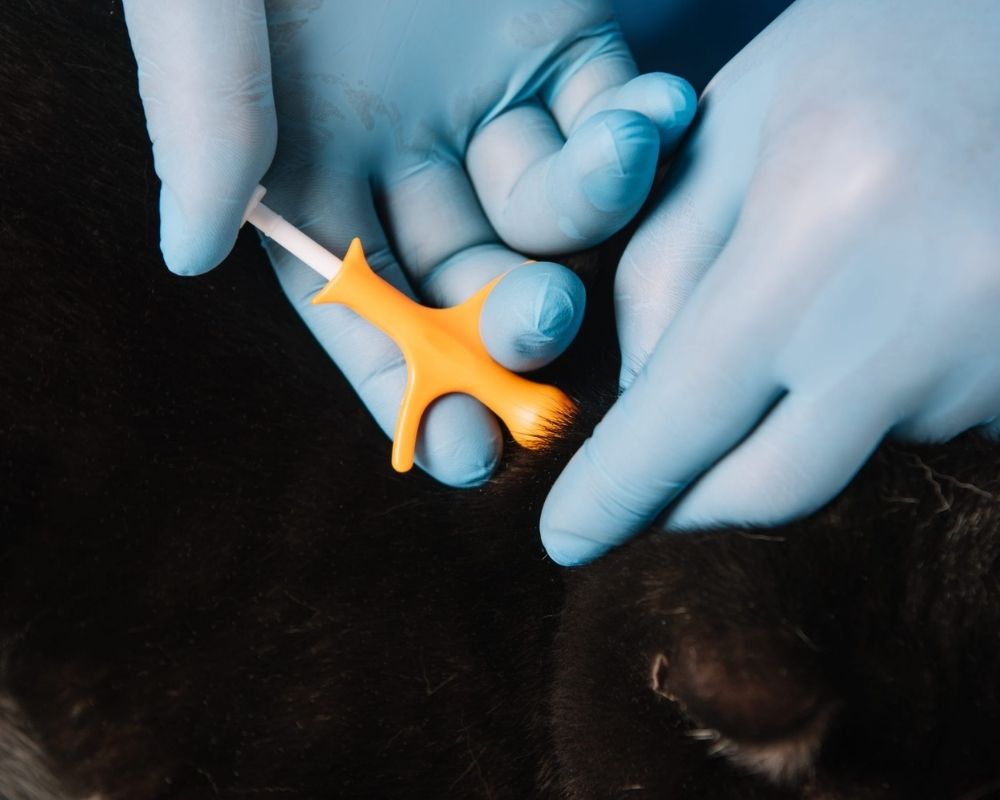 close-up-of-microchipping-procedure Hands in blue gloves use an orange tick remover tool to remove a tick from a black cat's fur.
