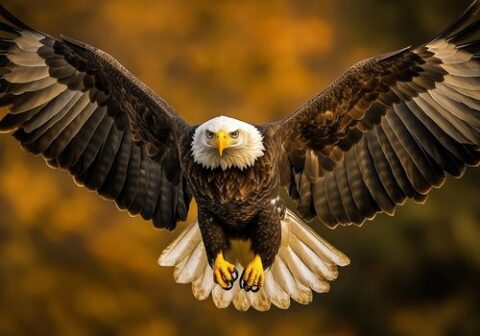 eagle A bald eagle with its wings spread wide, flying forward with a piercing gaze