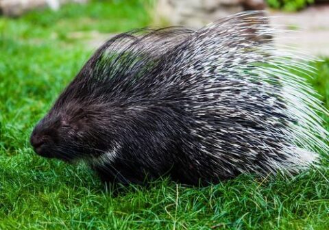 porcupine wild porcupine walking outside in the grass