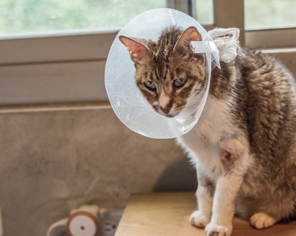 Image 2 A tabby cat wearing a white Elizabethan collar
